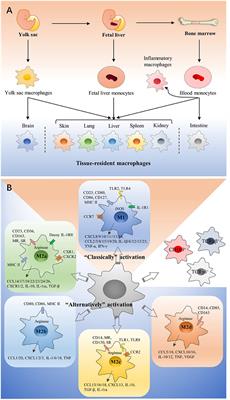 Immunotherapy Targeting Tumor-Associated Macrophages